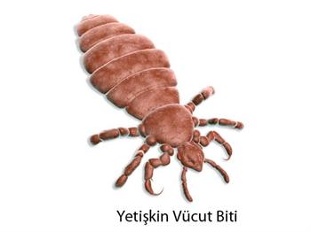Evde Bit İlaçlama